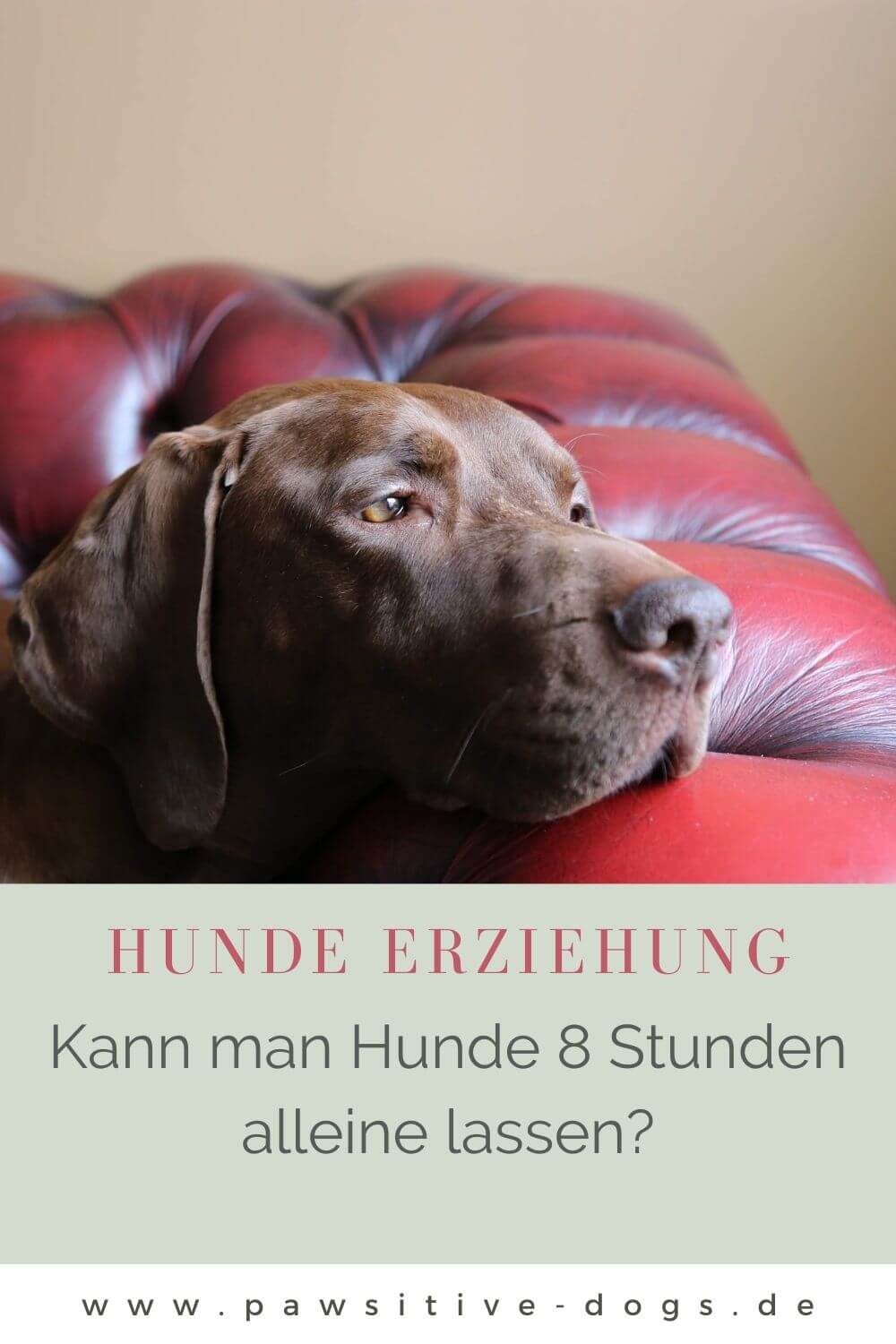 Hund Alleine Lassen 8 Stunden