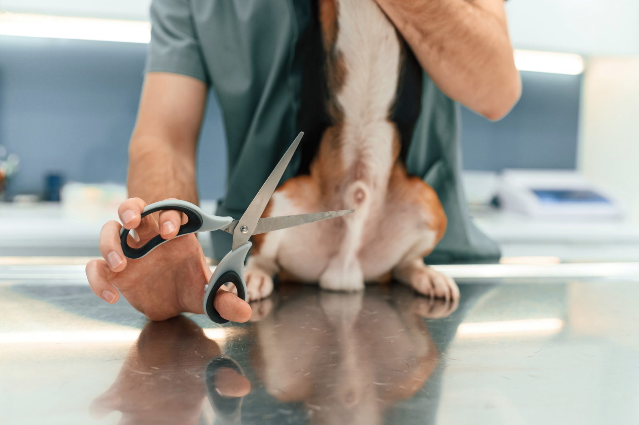 Kosten Hund Kastrieren